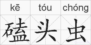 磕头虫的拼音