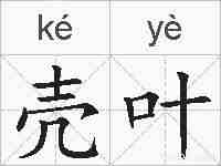 壳叶的拼音
