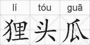 狸头瓜的拼音