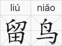 留鸟的拼音