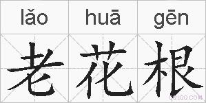 老花根的拼音