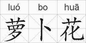 萝卜花的拼音