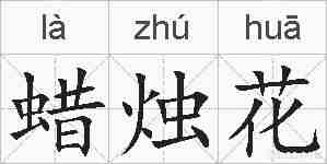 蜡烛花的拼音