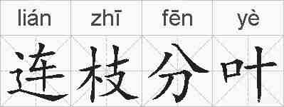 连枝分叶的拼音