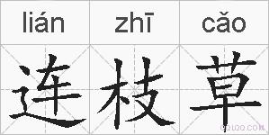 连枝草的拼音