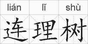 连理树的拼音