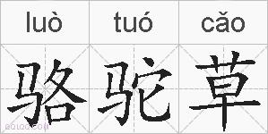 骆驼草的拼音