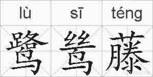 鹭鸶藤的拼音
