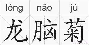 龙脑菊的拼音