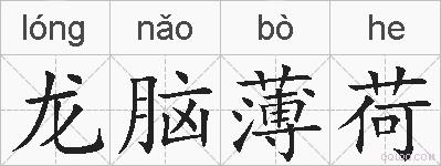 龙脑薄荷的拼音