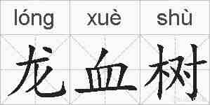 龙血树的拼音