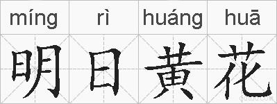 明日黄花的拼音