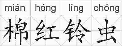 棉红铃虫的拼音