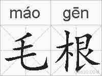 毛根的拼音