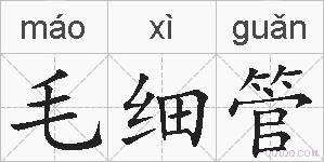 毛细管的拼音
