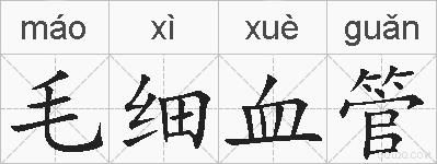 毛细血管的拼音