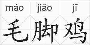 毛脚鸡的拼音