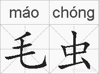 毛虫的拼音