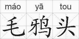 毛鸦头的拼音