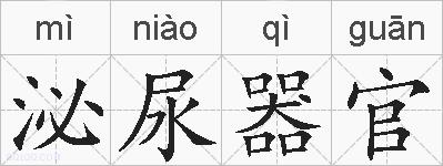 泌尿器官的拼音