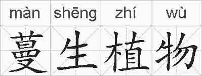 蔓生植物的拼音