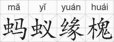 蚂蚁缘槐的拼音