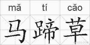 马蹄草的拼音