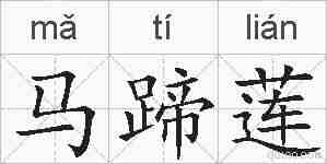 马蹄莲的拼音