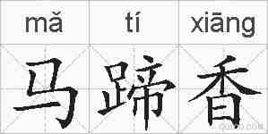 马蹄香的拼音