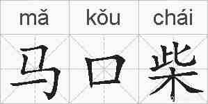 马口柴的拼音