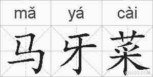马牙菜的拼音