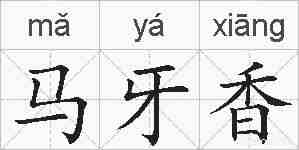 马牙香的拼音
