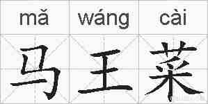 马王菜的拼音
