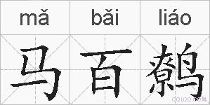 马百鹩的拼音