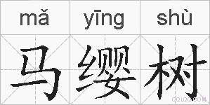 马缨树的拼音