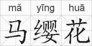 马缨花的拼音