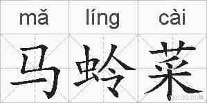 马蛉菜的拼音