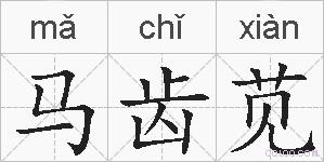 马齿苋的拼音