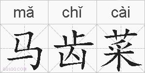 马齿菜的拼音