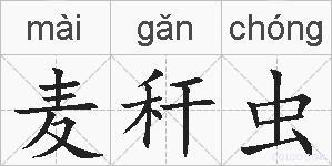 麦秆虫的拼音
