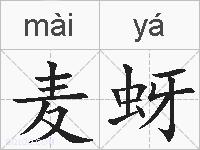 麦蚜的拼音