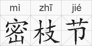 密枝节的拼音
