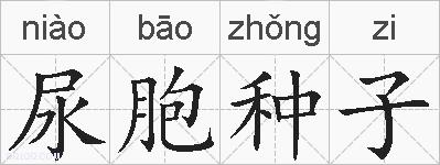 尿胞种子的拼音