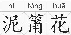 泥筩花的拼音