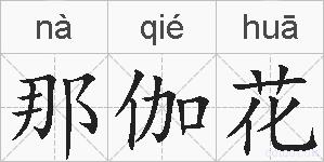 那伽花的拼音