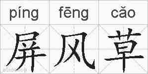 屏风草的拼音