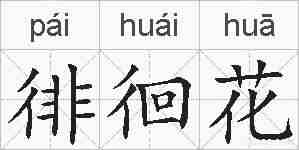 徘徊花的拼音