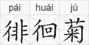 徘徊菊的拼音