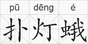 扑灯蛾的拼音