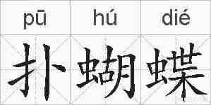 扑蝴蝶的拼音
